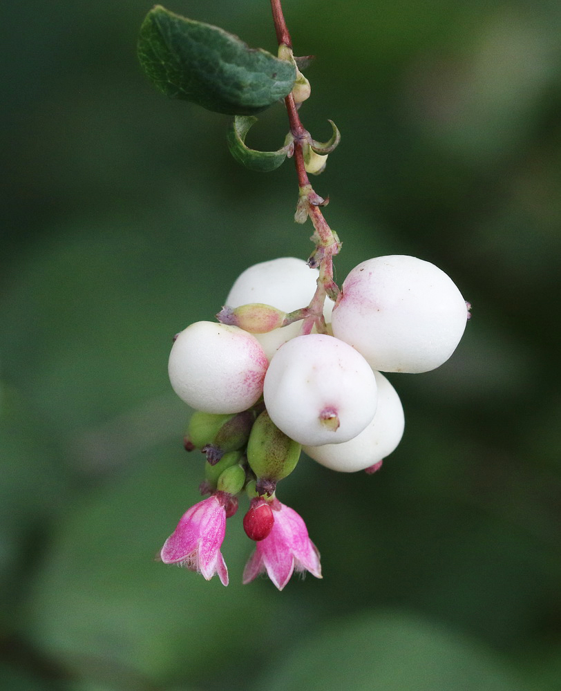 Image of Symphoricarpos albus var. laevigatus specimen.