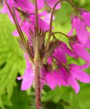 Смотреть изображение Cortusa sachalinensis