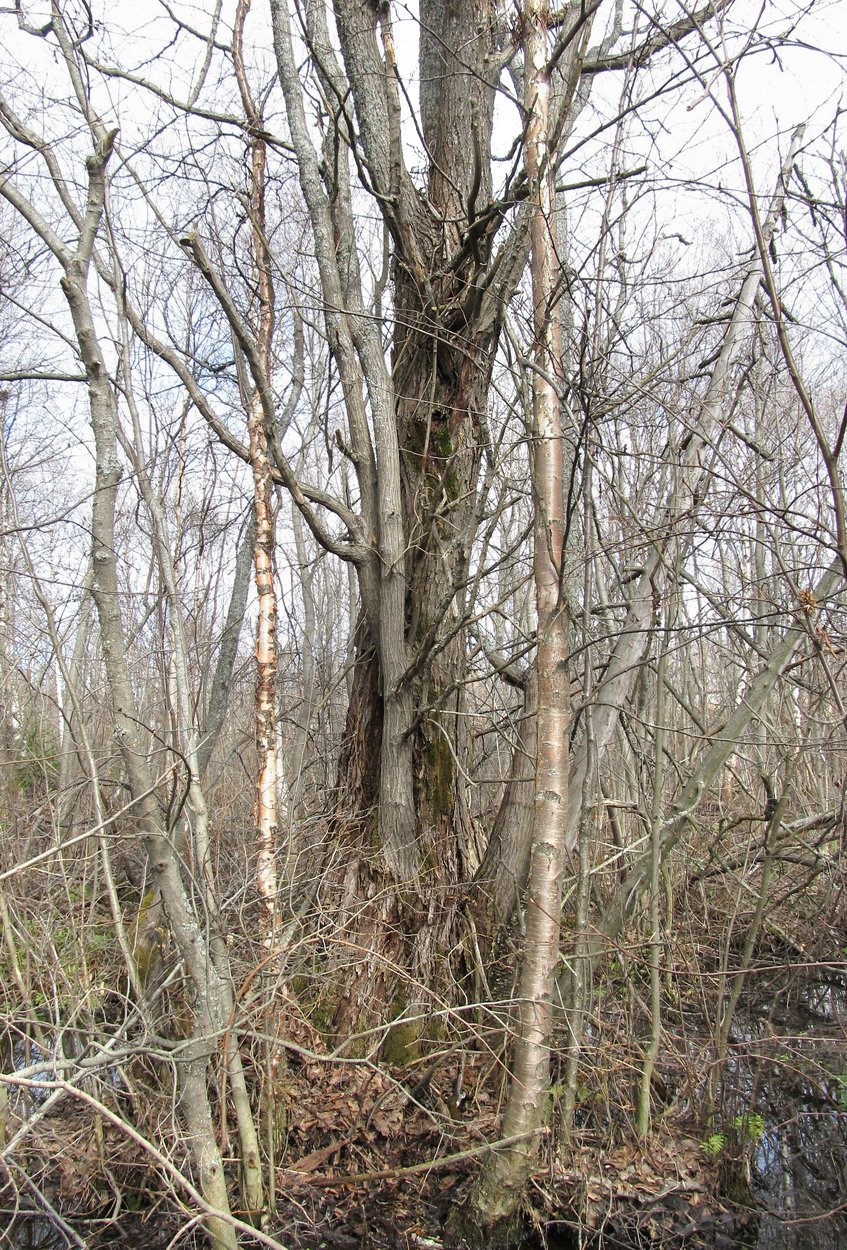 Image of Salix pentandra specimen.