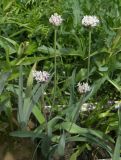 Allium kharputense