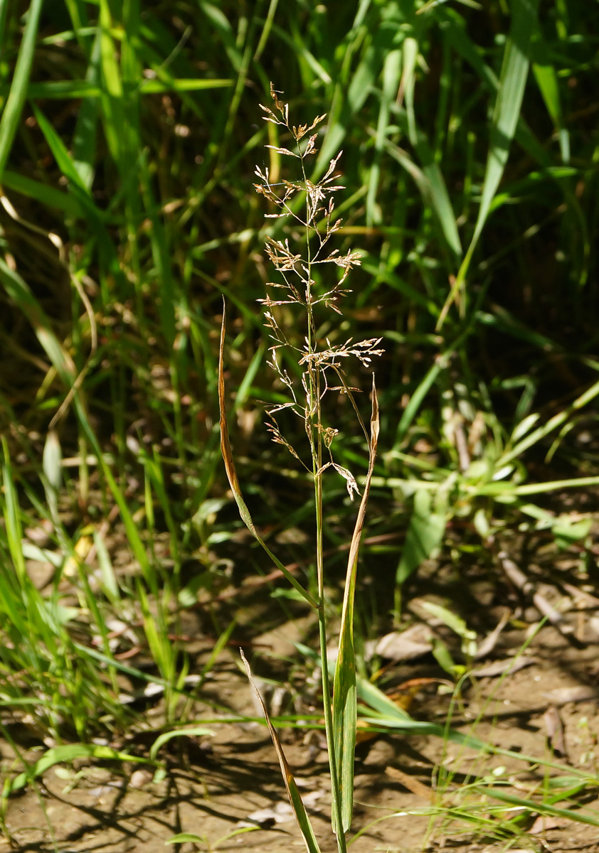 Image of familia Poaceae specimen.