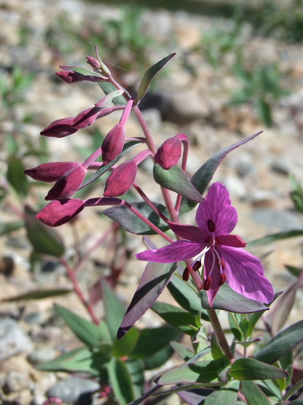 Image of Chamaenerion latifolium specimen.