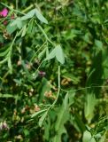 Lathyrus tuberosus