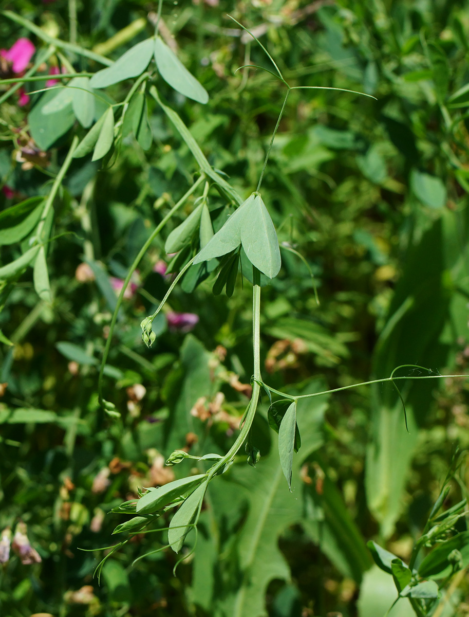 Изображение особи Lathyrus tuberosus.