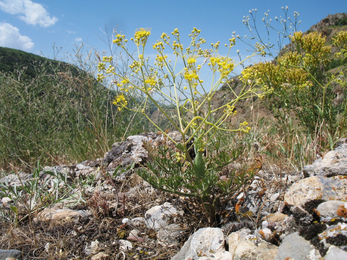 Изображение особи Ferula karataviensis.