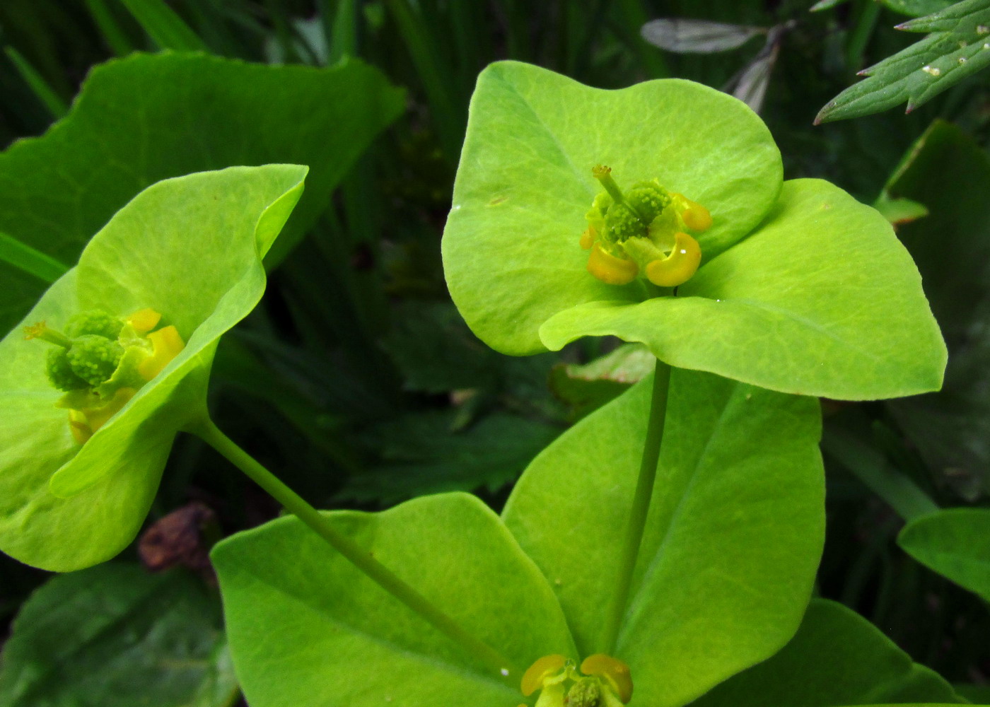 Image of Euphorbia ambukensis specimen.