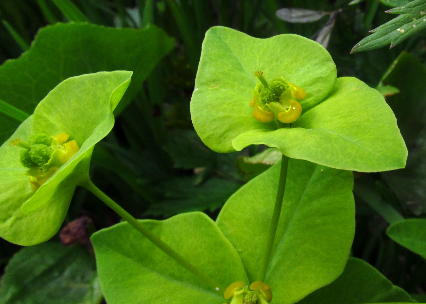 Изображение особи Euphorbia ambukensis.