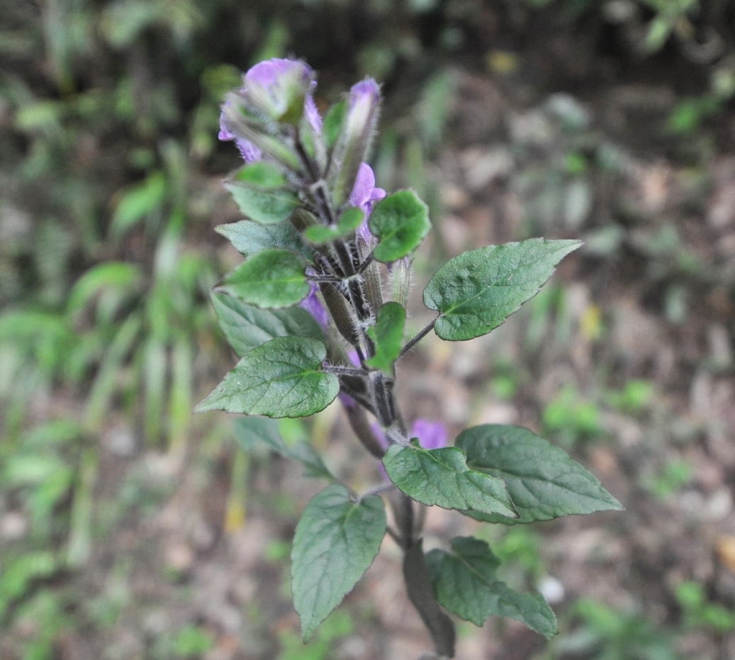 Изображение особи семейство Lamiaceae.