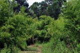 Phyllostachys aurea