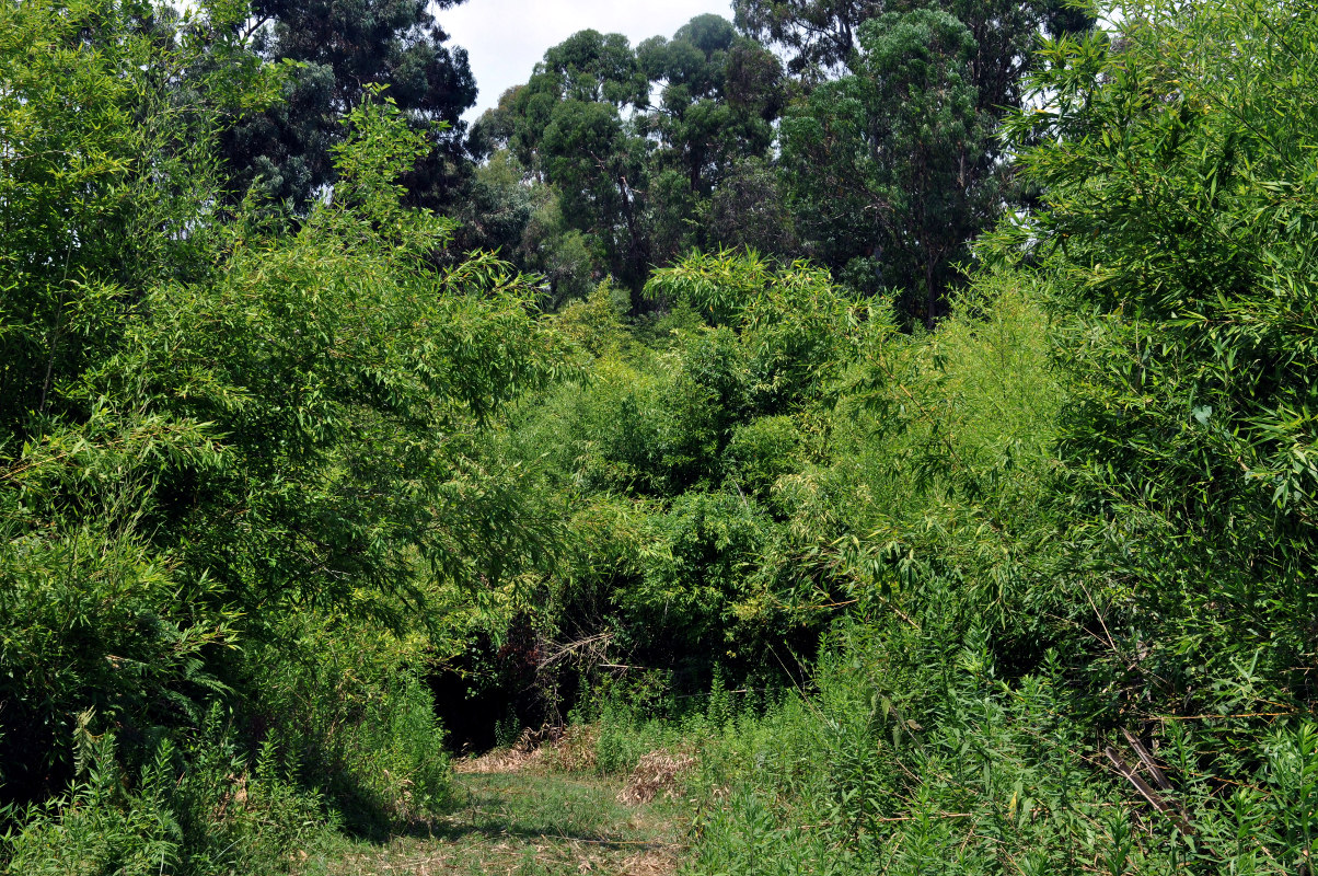 Image of Phyllostachys aurea specimen.