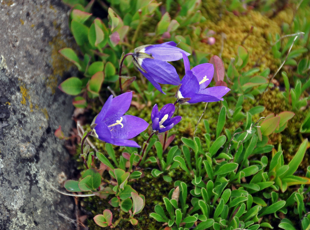 Изображение особи Campanula saxifraga.