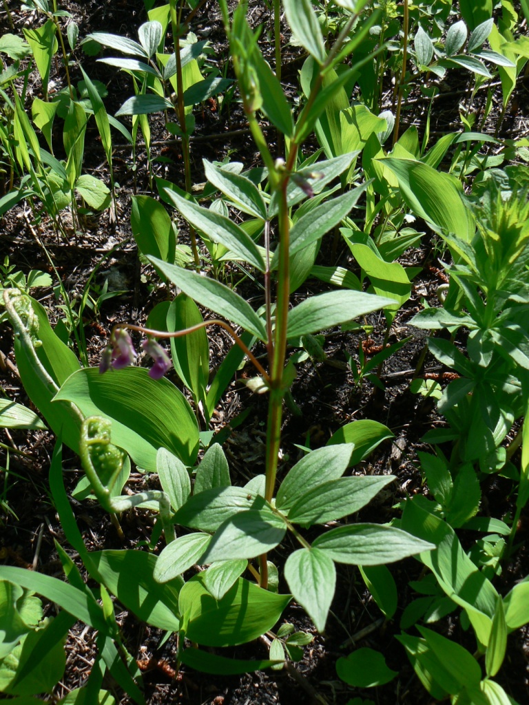 Изображение особи Lathyrus komarovii.