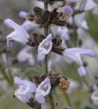 Salvia fruticosa