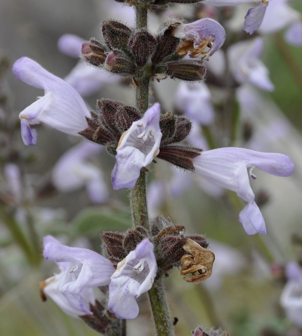 Изображение особи Salvia fruticosa.