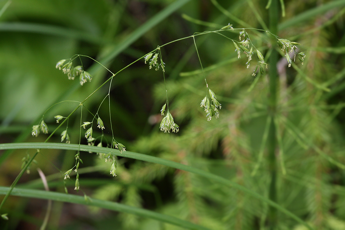 Image of Poa trivialis specimen.