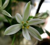 Ornithogalum kochii