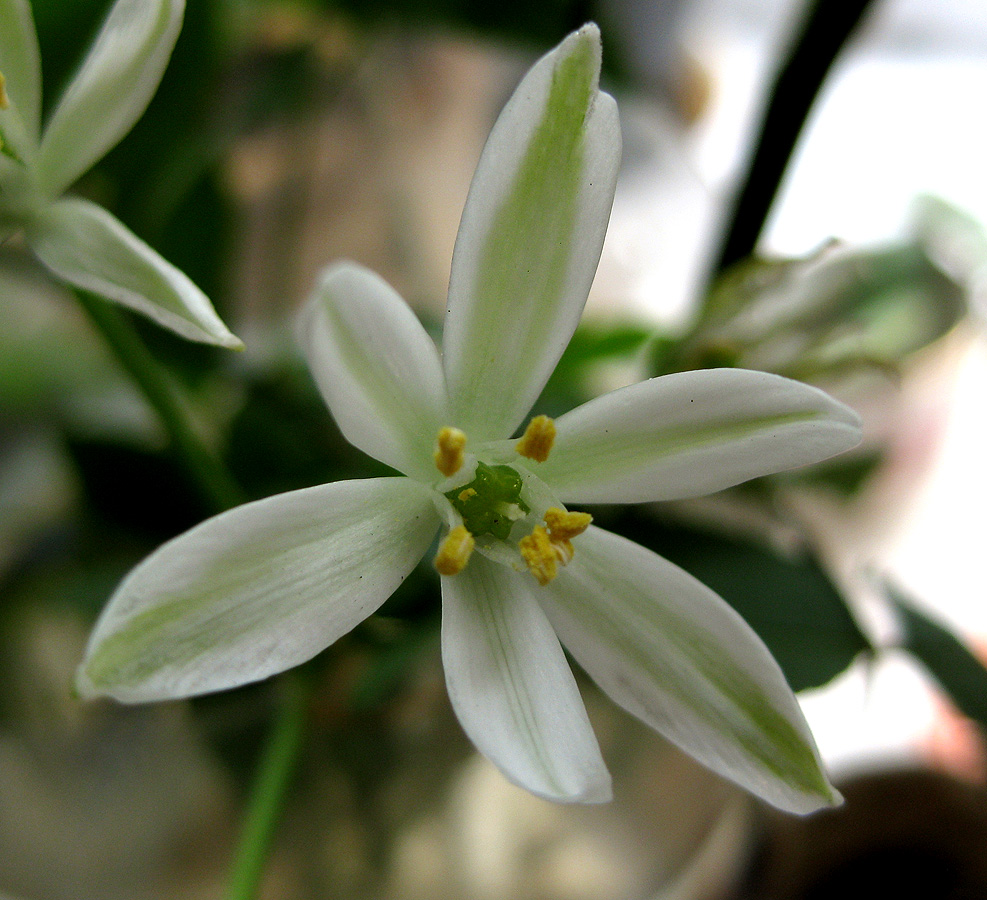 Изображение особи Ornithogalum kochii.