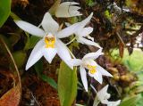 Coelogyne nitida