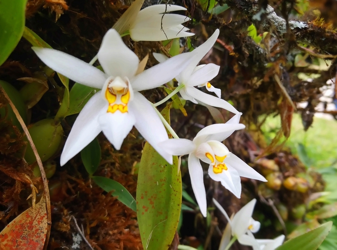 Изображение особи Coelogyne nitida.