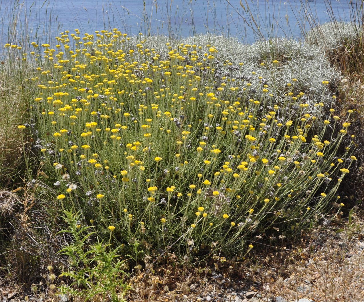 Image of Helichrysum stoechas ssp. barrelieri specimen.