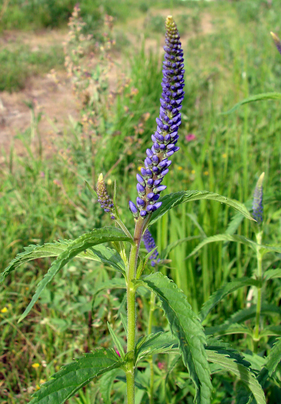 Изображение особи Veronica longifolia.