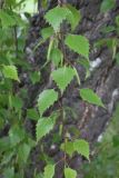 Betula pendula