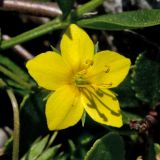 Lysimachia serpyllifolia