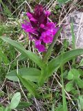 Dactylorhiza euxina