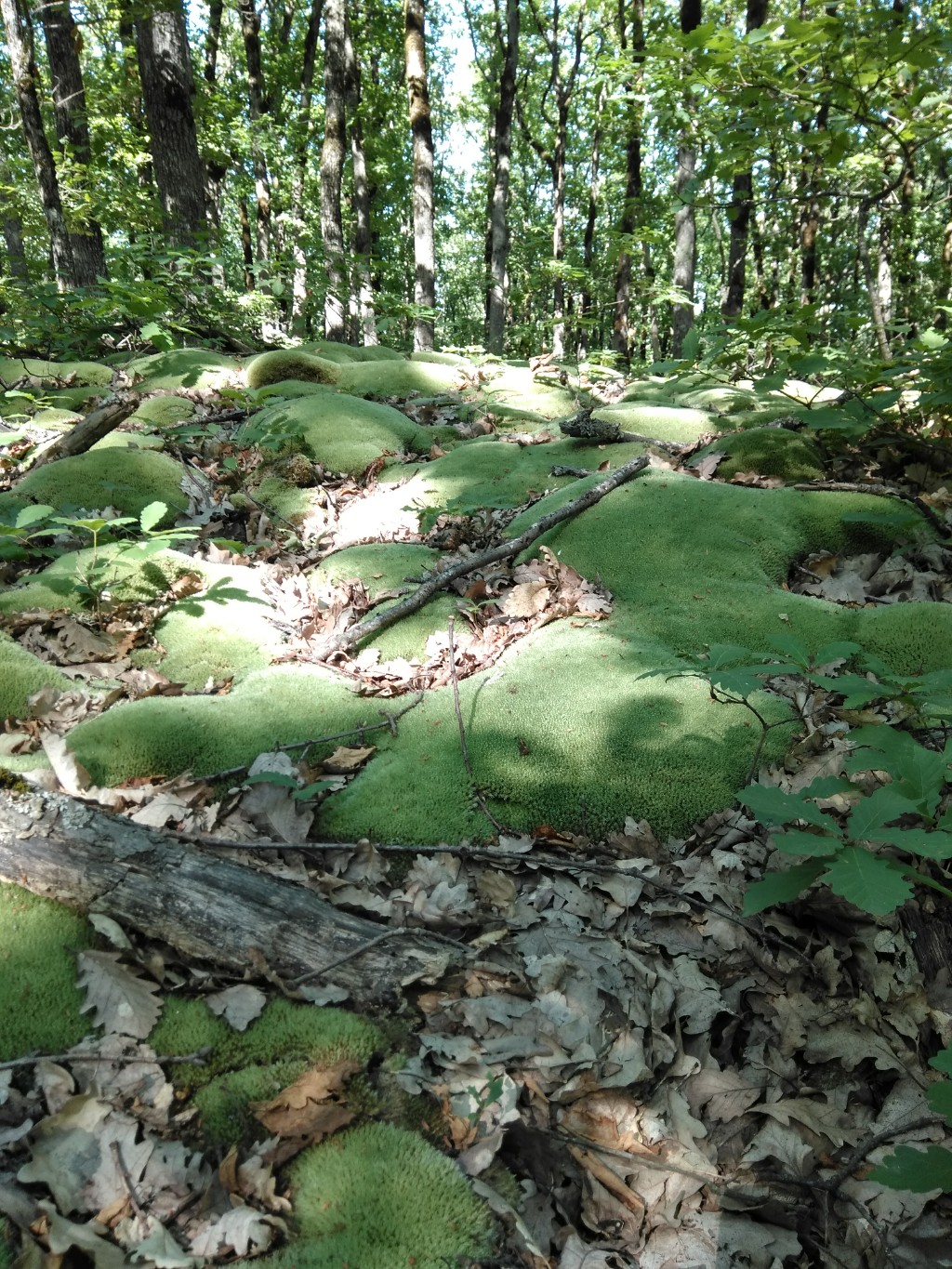 Изображение особи род Leucobryum.