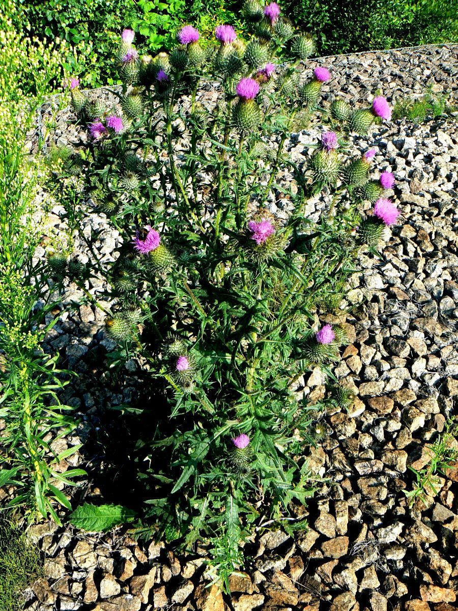 Image of Cirsium vulgare specimen.