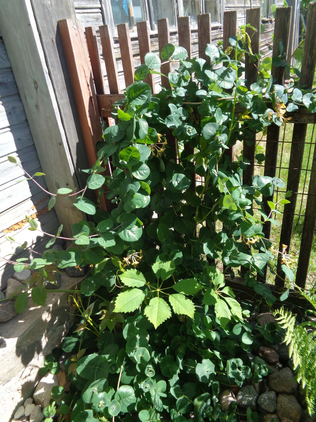 Image of Lonicera caprifolium specimen.