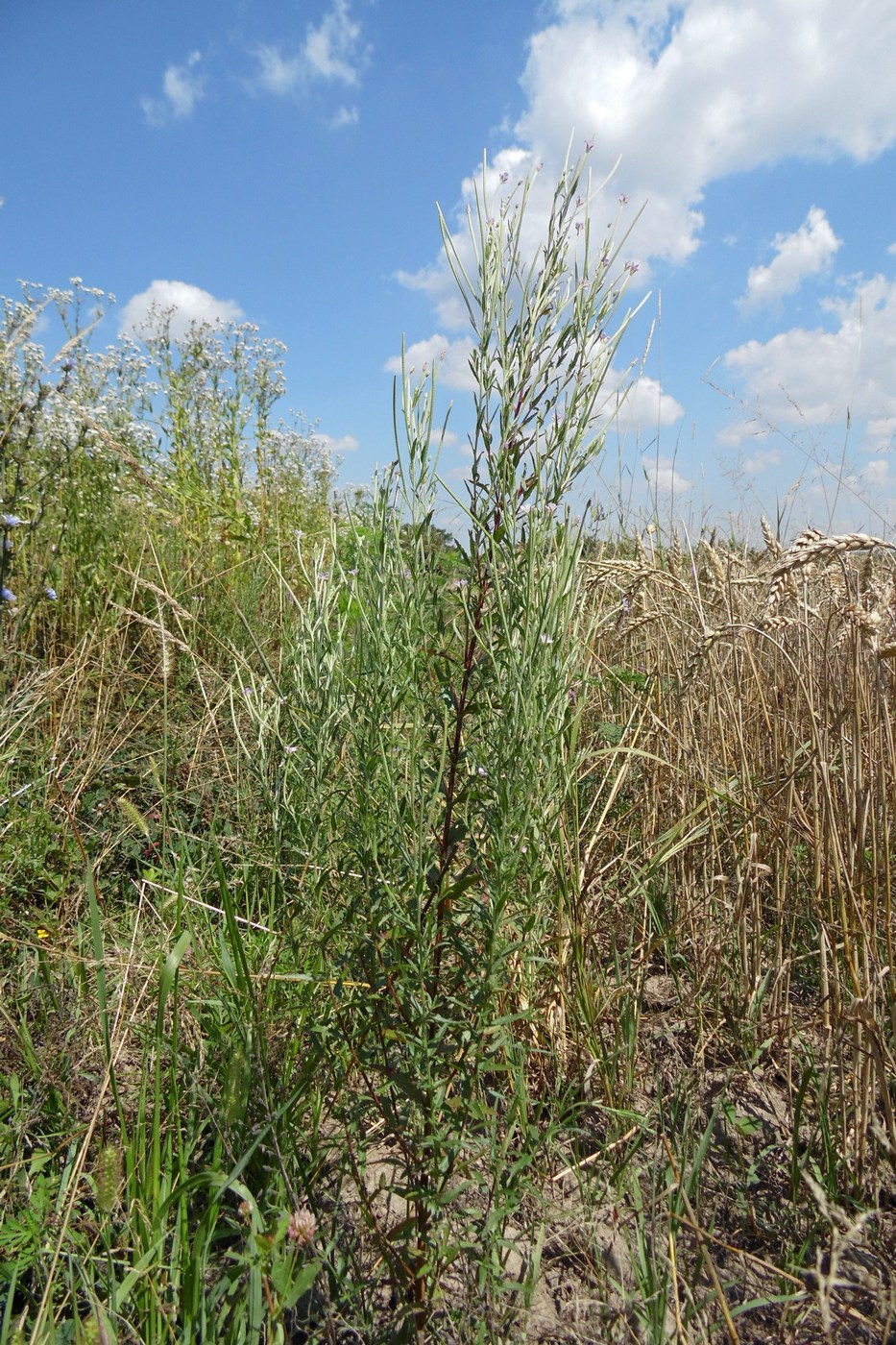 Image of Epilobium tetragonum specimen.