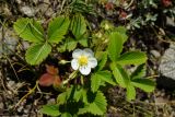 Fragaria viridis