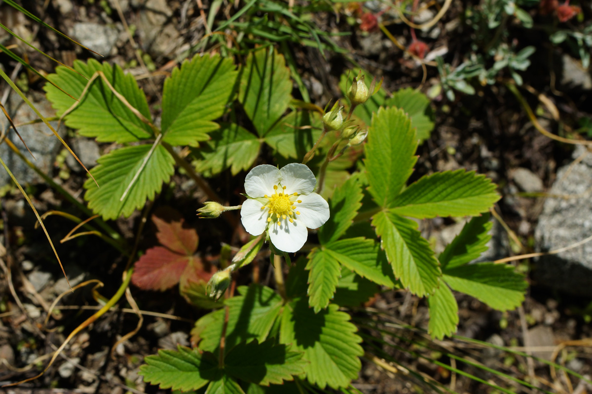 Изображение особи Fragaria viridis.