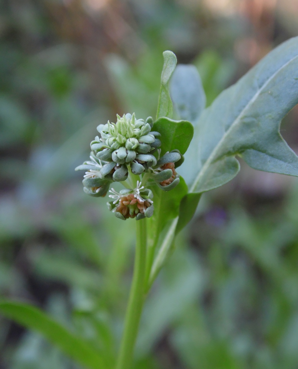 Image of Reseda odorata specimen.