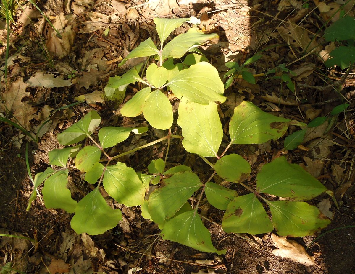 Image of Paeonia daurica specimen.