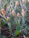 Carex nigra