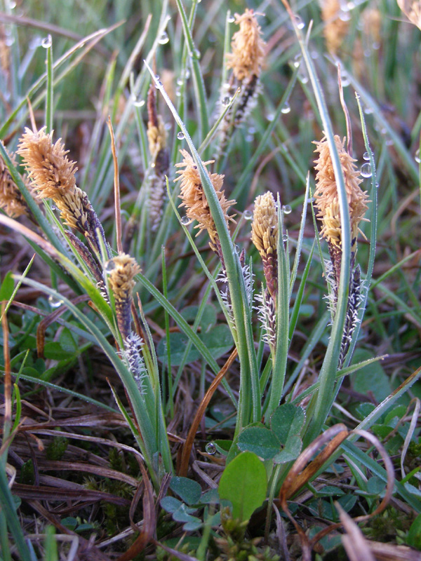 Изображение особи Carex nigra.