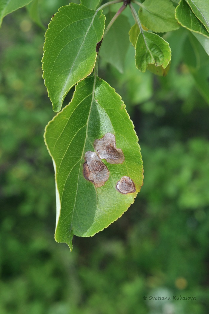 Image of Malus baccata specimen.