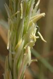 Ammophila arenaria ssp. arundinacea