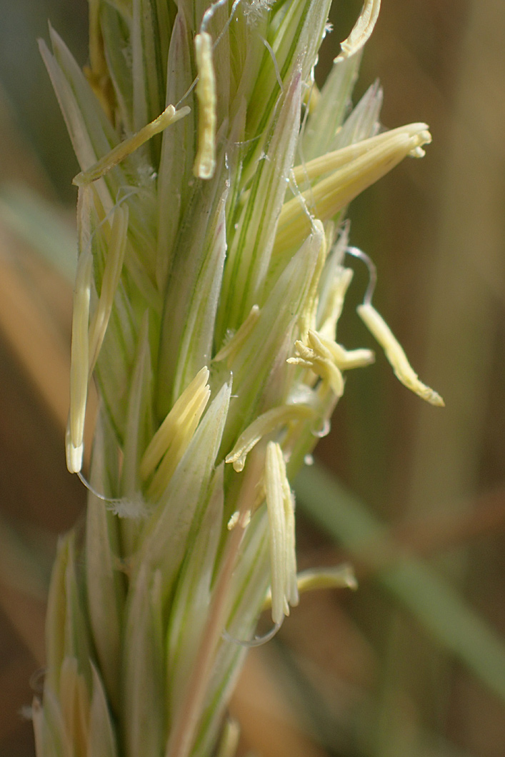 Изображение особи Ammophila arenaria ssp. arundinacea.