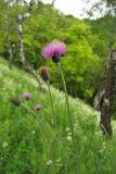 Cirsium pannonicum. Верхушка цветущего растения. Украина, Львов, ландшафтный парк \"Знесенье\", луговой склон. 7 июня 2009 г.