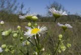 Erigeron annuus. Общее соцветие с раскрывшимися и нераскрывшимися корзинками. Краснодарский край, Крымский р-н, долина реки Шибик, разнотравно-злаковый лужок на берегу пруда. 22.09.2018.