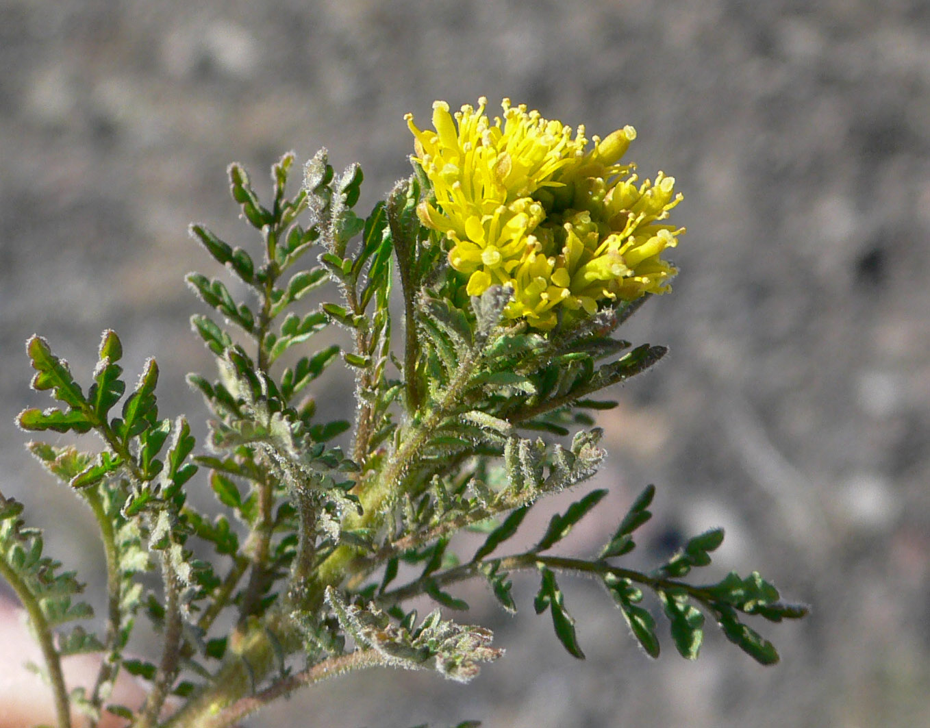 Image of Descurainia sophioides specimen.