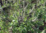 genus Salix. Отцветащее и плодоносящее растение. Чукотка, Чаунский р-н, г. Певек, зелёная зона между микрор-нами. 16.06.2018.