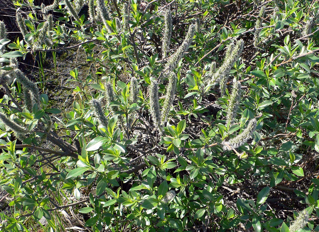 Image of genus Salix specimen.