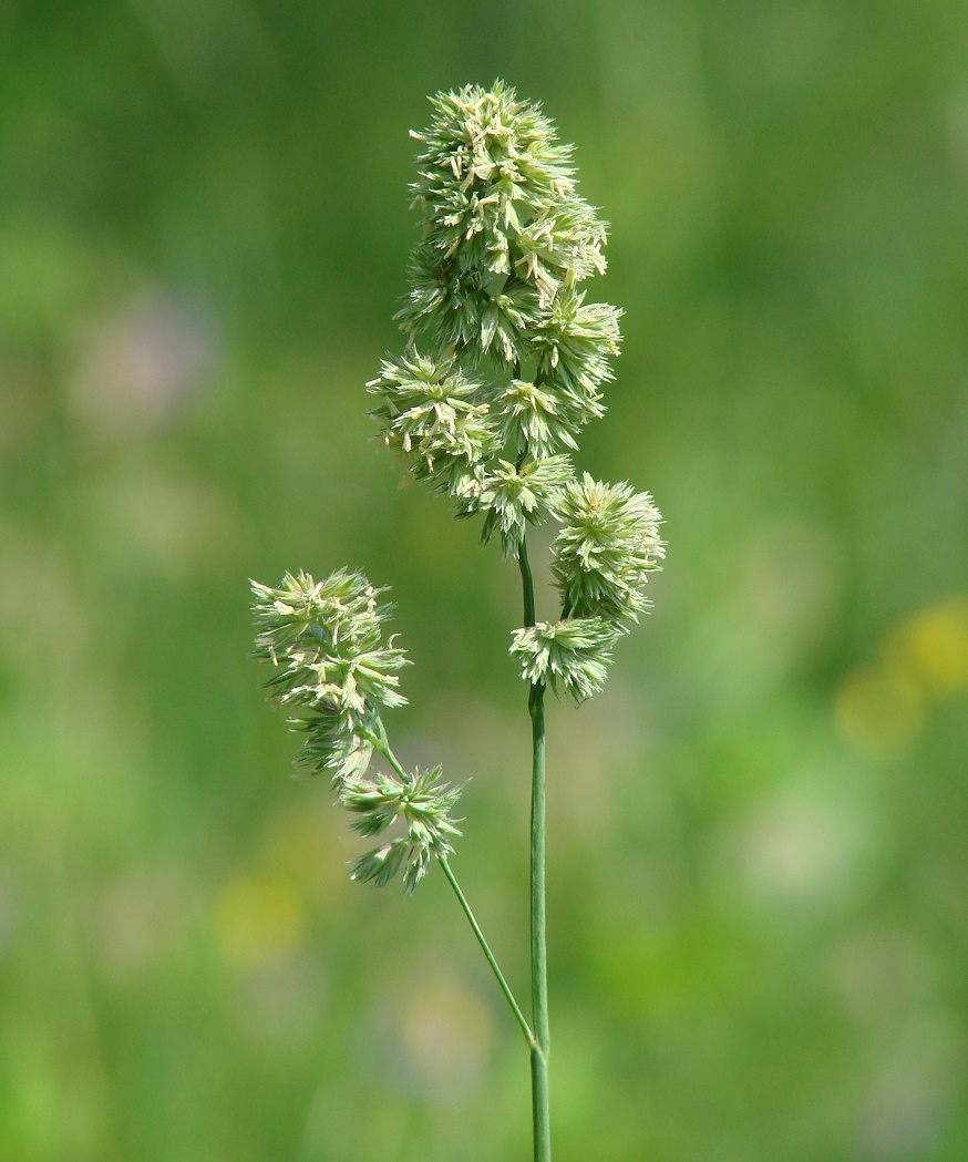 Изображение особи Dactylis glomerata.