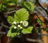 Crataegus submollis