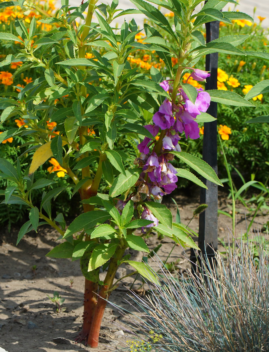 Image of Impatiens balsamina specimen.