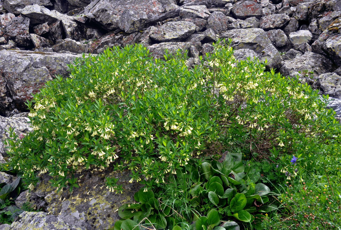 Изображение особи Lonicera hispida.